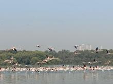 Flamingoes in Thane creek