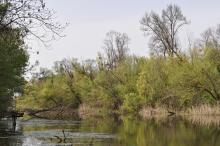 Belső-Béda oxbow (pond 2) in spring