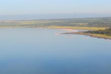 Lesser flamingoes seen along the shores of Lake Elmenteita