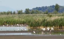 Flocking waterbirds on the mudbanks of the Ingó Grove at the Kis-Balaton.