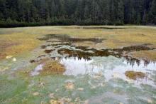 peatbog in the Tatra National Park