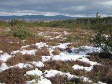 The active bog in the central part of the site