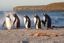 Qualifying bird species Gentoo Penguin Pygoscelis papua