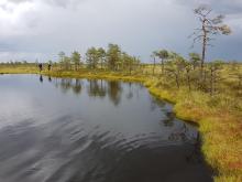 Bog pool in Kuresoo, Soomaa NP