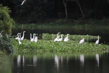 ilots aux oiseaux