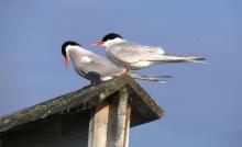 Close-up of an Arctic tern.