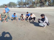 Turtle Release