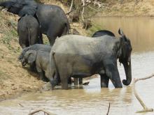 Un troupeau d’éléphants dans la zone humide