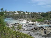 Dead mangroves and eroding rocky shore at Hungry Bay