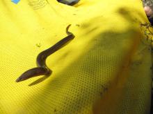 Anguila_Synbranchus marmoratus