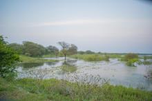 Image of the Wetland