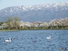 Swans in Hyo-ko, cherry blossoms, and Gozu mountain range with remaining snow