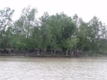 Mangrove in Meinmahla Kyun