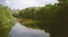 Mangroves in the Port Launay Coastal Wetlands (Port Glaud Wetlands).
