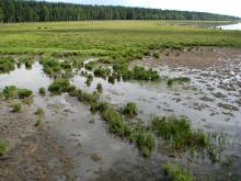 Eastern shore of Lake Engure, pasture