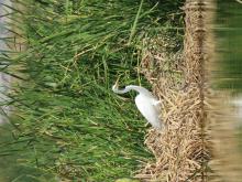 Ave Eudocimus albus presente en la ciénega de San Juan al norte del sitio Ramsar