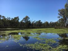 Gunbower forest flood plain (floating primrose) 