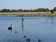 Edithvale South Wetland
