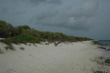 Turtle nesting beach