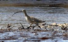 Far eastern curlew