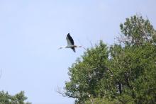 Oriental Stork