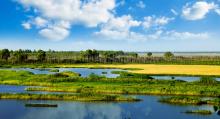 Marsh wetlands
