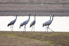 Grus grus