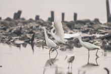 Little egrets