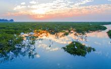Mangrove