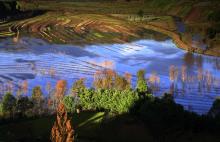 Wetland landscape