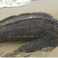 Dermochelys coriacea