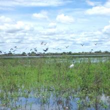 Quelques peuplement d'oiseaux d'eau du lac Ambondrobe