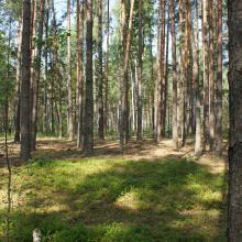 Old-aged pine forests preserved on sand dunes among mires. 