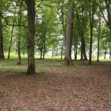 Floodplain oak woods are very valuable biotopes.