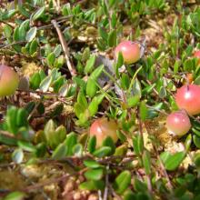The site's mires hold rich reserves of cranberry