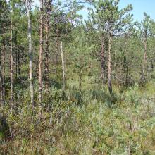 Pine forest on the peatland