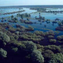 The floodplain of the Dnieper River in Spring