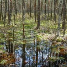 extensive forest swamp