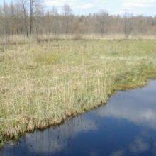 Since the abandonment of traditional agriculture in the floodplain of the slow-flowing Kotra river, vegetation succession is slowly closing the former open areas. Thus, management measures are urgently needed. 