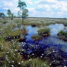 Raised bog Raised bog