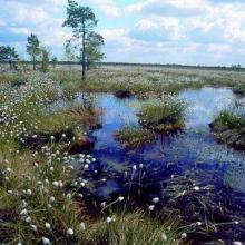 Raised bog