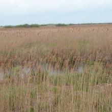 The considerable part of floodplain meadows are overgrown with reeds due to cessation of traditional use of the floodplain.