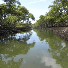 Towra Point Ramsar site - mangrove lined channel