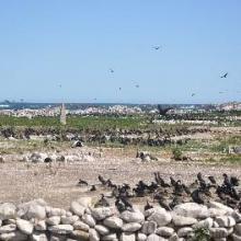 Cape cormorants and artificial penguin 
nests(2)