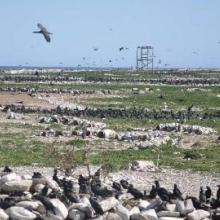 Cape cormorants and artificial penguin nests(1)
