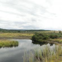 peatland on Izera River