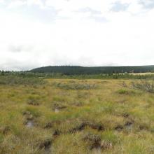 peatland on Izera River peatland on Izera River
