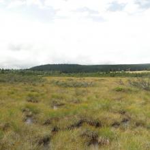 peatland on Izera River