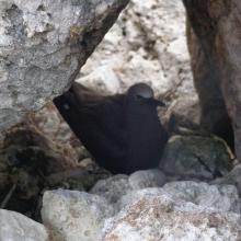 Nest site of Brown Noddy Anous stolidus in shelter of rocks, Sombrero Island - note the date the photo was taken is unknown, not as given