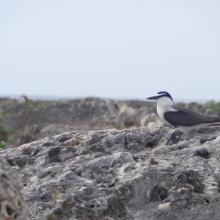 Bridled Tern Sterna anaethetus,  Sombrero Island - note the date the photo was taken is unknown, not as given